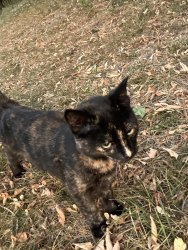 Found/Stray Unknown Cat last seen 140th St W & McAndrews Rd, Apple Valley, MN 55124