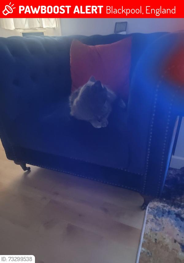 Lost Male Cat last seen Highfield road, Blackpool, England 