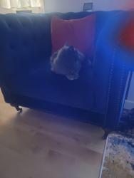 Lost Male Cat last seen Highfield road, Blackpool, England 