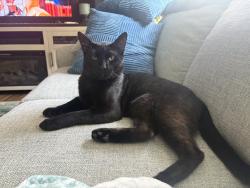 Found/Stray Male Cat last seen Williams and Apalachee, Tallahassee, FL 32301
