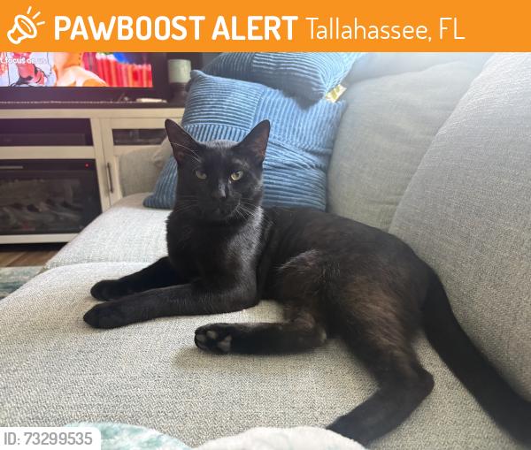 Found/Stray Male Cat last seen Williams and Apalachee, Tallahassee, FL 32301
