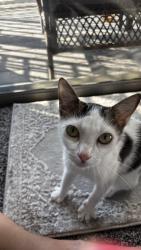 Found/Stray Female Cat last seen South Ridgewood, Daytona Beach, FL 32114