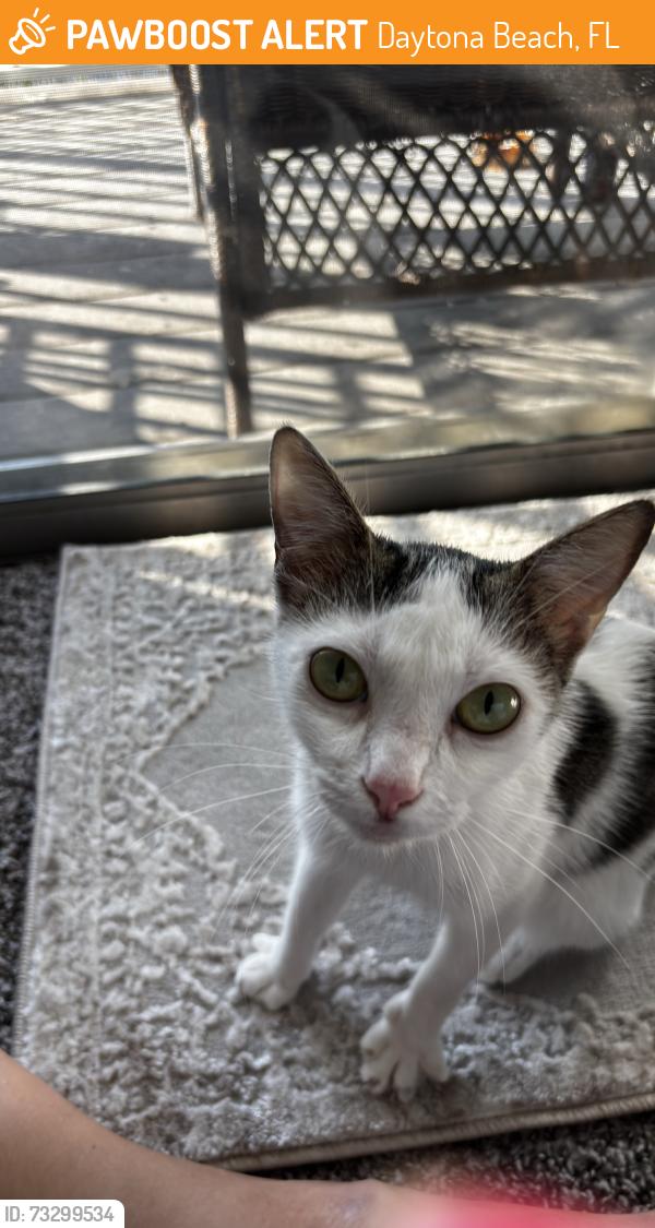 Found/Stray Female Cat last seen South Ridgewood, Daytona Beach, FL 32114
