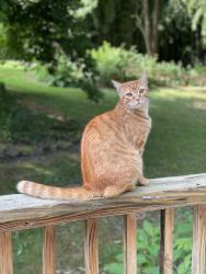 Lost Male Cat last seen Stream Ridge, Charlotte, NC 28269