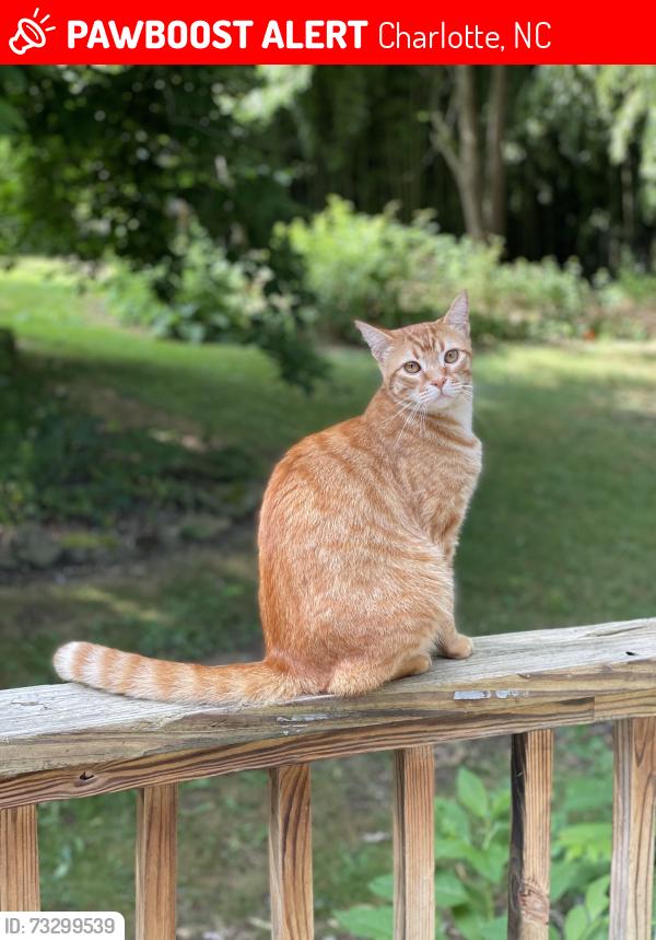 Lost Male Cat last seen Stream Ridge, Charlotte, NC 28269