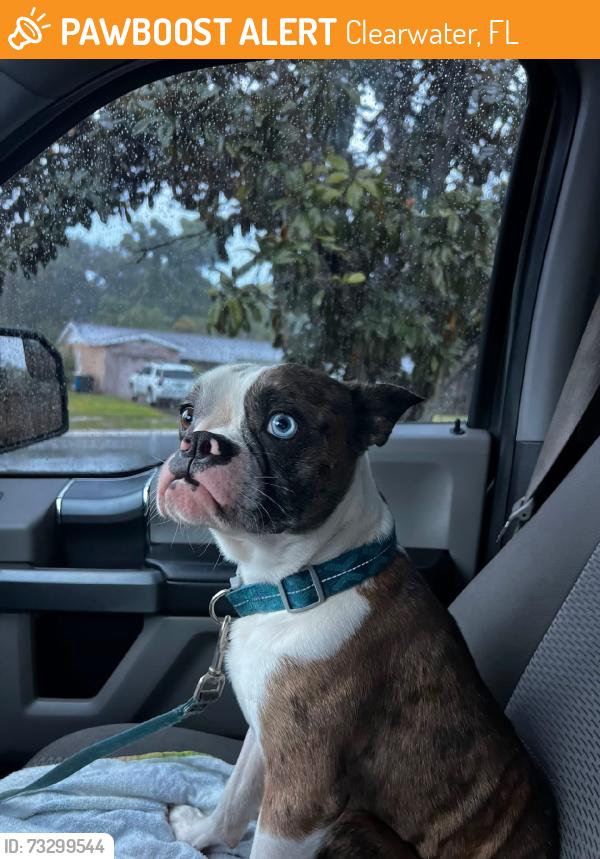 Found/Stray Male Dog last seen Moccasin Lake Park, Clearwater, FL 33759