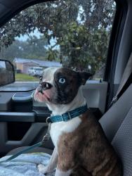 Found/Stray Male Dog last seen Moccasin Lake Park, Clearwater, FL 33759