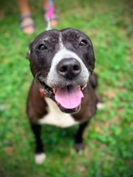 Shelter Stray Female Dog last seen CHARLOTTE, 8315 Byrum Dr, Charlotte, NC 28217, USA