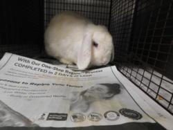 Shelter Stray Female Other last seen , West Valley Animal Shelter, 20655 Plummer St, Chatsworth, CA 91311, USA