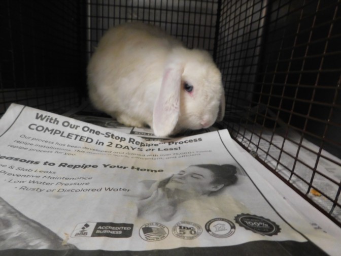 Shelter Stray Female Other last seen , West Valley Animal Shelter, 20655 Plummer St, Chatsworth, CA 91311, USA