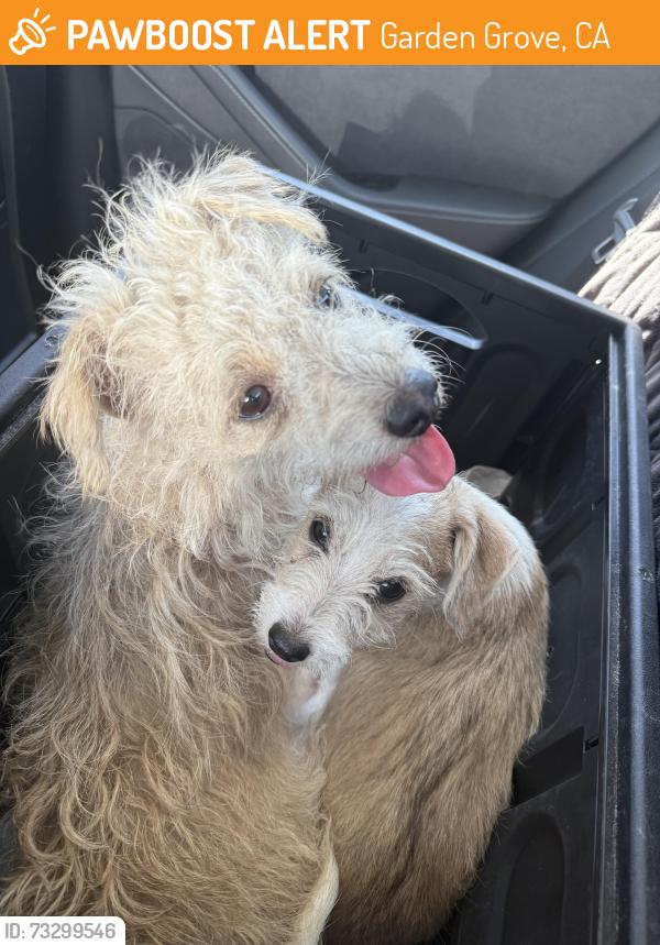 Found/Stray Male Dog last seen Westminster ave and Bowen st, Garden Grove, CA 92843