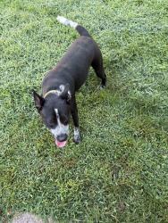Reunited Male Dog last seen Near Vista Dr, Chattanooga, TN 37411, USA, Chattanooga, TN 37411