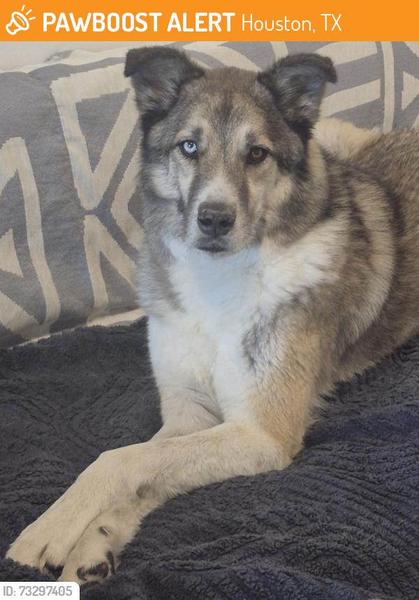 Found/Stray Male Dog last seen Loop 494 between Sorters and Kingwood Dr. near train tracks., Houston, TX 77339