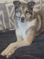 Found/Stray Male Dog last seen Loop 494 between Sorters and Kingwood Dr. near train tracks., Houston, TX 77339