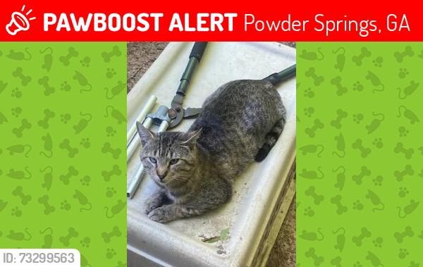 Lost Male Cat last seen Hiram lithia rd, Powder Springs, GA 30127