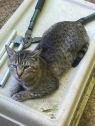 Lost Male Cat last seen Hiram lithia rd, Powder Springs, GA 30127