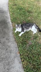 Lost Male Cat last seen Willis Waukegan, Montgomery County, TX 77303