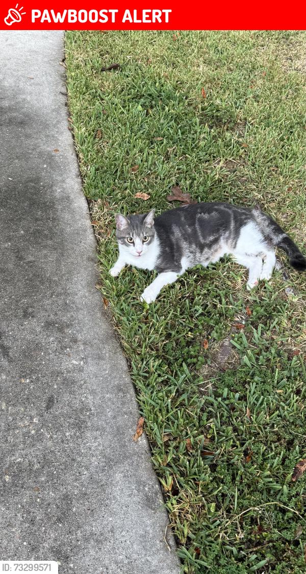 Lost Male Cat last seen Willis Waukegan, Montgomery County, TX 77303
