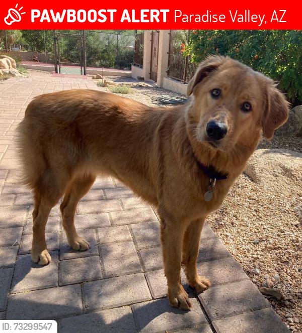 Lost Female Dog last seen Tatum and Roadrunner, Paradise Valley, AZ 85253