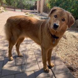 Lost Female Dog last seen Tatum and Roadrunner, Paradise Valley, AZ 85253