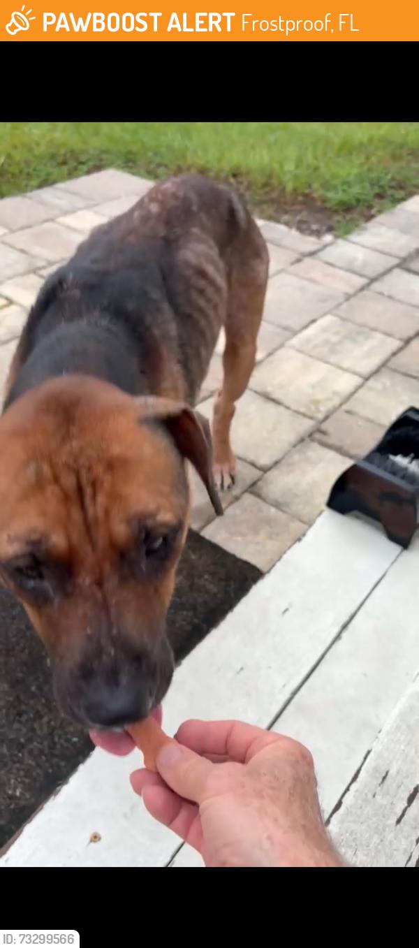 Found/Stray Male Dog last seen highway 630, Frostproof, FL 33843