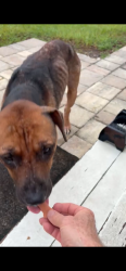 Found/Stray Male Dog last seen highway 630, Frostproof, FL 33843