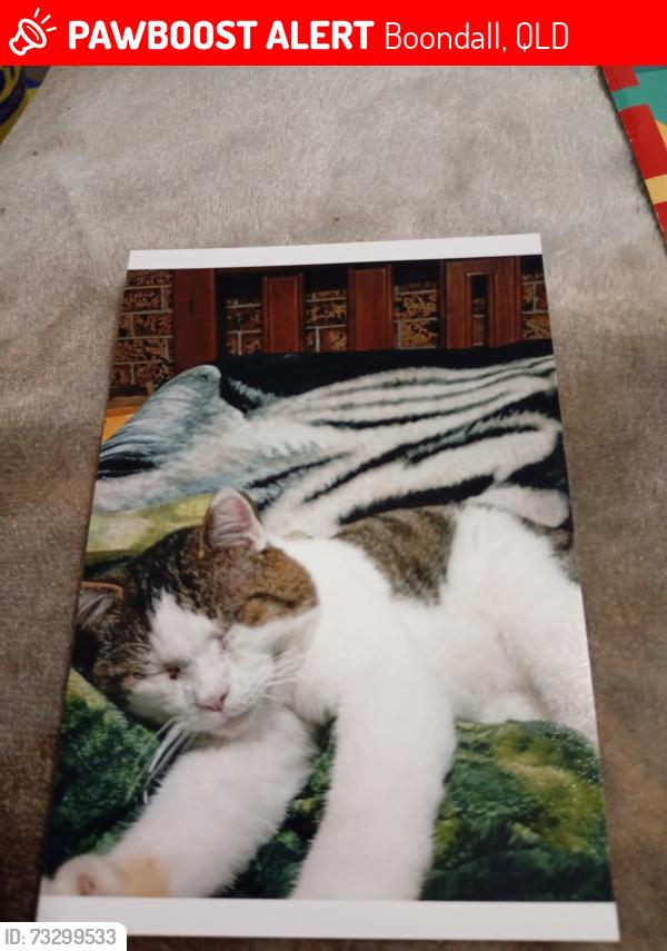 Lost Male Cat last seen Back streets of boondal state school, Boondall, QLD 4034