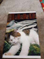 Lost Male Cat last seen Back streets of boondal state school, Boondall, QLD 4034
