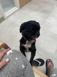 Lost Female Dog last seen W. 57th St. and W. 3rd Ave., Hialeah, FL 33012