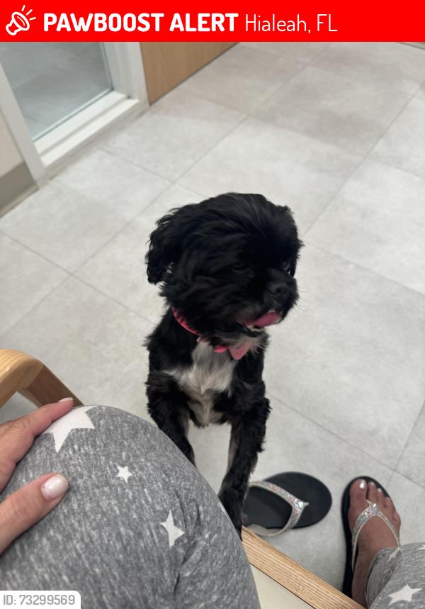 Lost Female Dog last seen W. 57th St. and W. 3rd Ave., Hialeah, FL 33012
