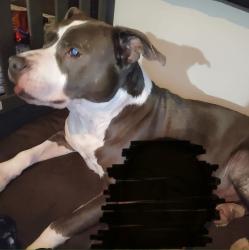 Reunited Male Dog last seen Hutchinson St, Tallahassee, FL 32310