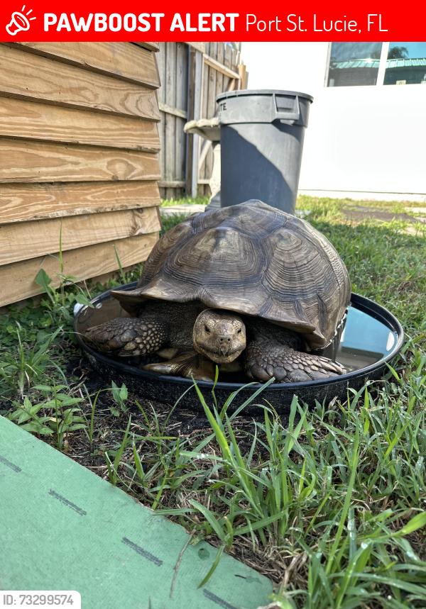 Lost Male Reptile last seen Walton road Port St. Lucie, Port St. Lucie, FL 34952