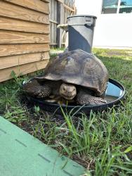 Lost Male Reptile last seen Walton road Port St. Lucie, Port St. Lucie, FL 34952