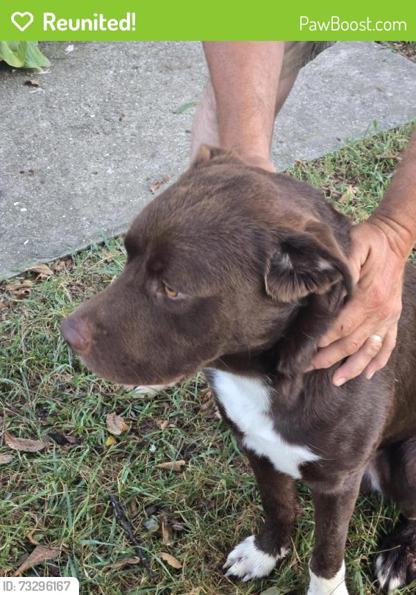 Reunited Male Dog last seen E Kearney and N Fremont, Springfield, MO 65803