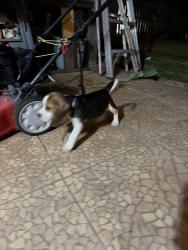 Reunited Male Dog last seen He was roaming the neighborhood, very closely in between hses. He’s a baby, Arlington, TX 76018
