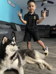 Lost Female Dog last seen Buttonwood and east cedar wood cir, Buena Ventura Lakes, FL 34743