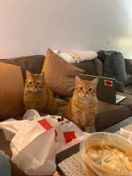 Lost Female Cat last seen Near Coraopolis Rd, Coraopolis, PA 15108