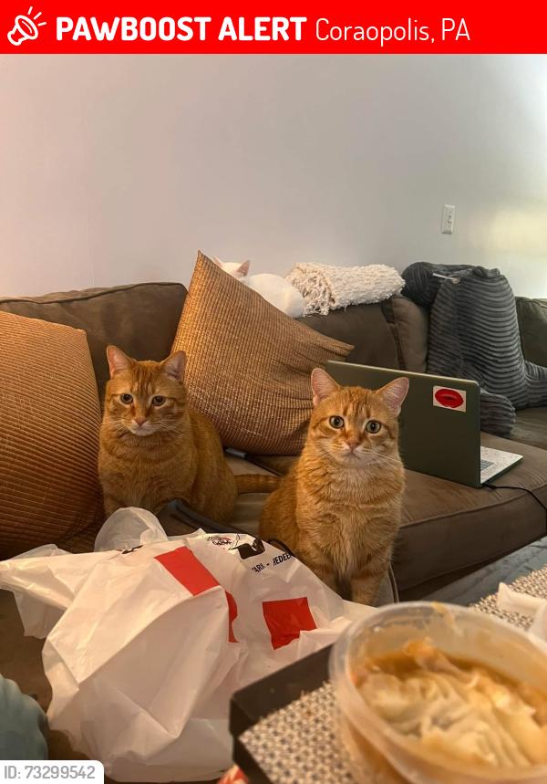 Lost Female Cat last seen Near Coraopolis Rd, Coraopolis, PA 15108