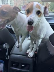 Reunited Male Dog last seen Sherwood Hall Lane and Boswell Drive, Hybla Valley, VA 22306