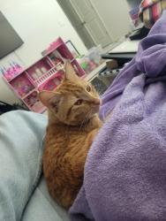Lost Female Cat last seen Apollo and Artemis, Florence, AZ 85132