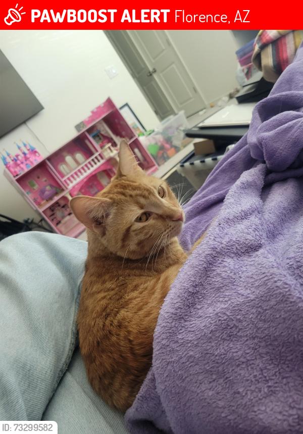 Lost Female Cat last seen Apollo and Artemis, Florence, AZ 85132