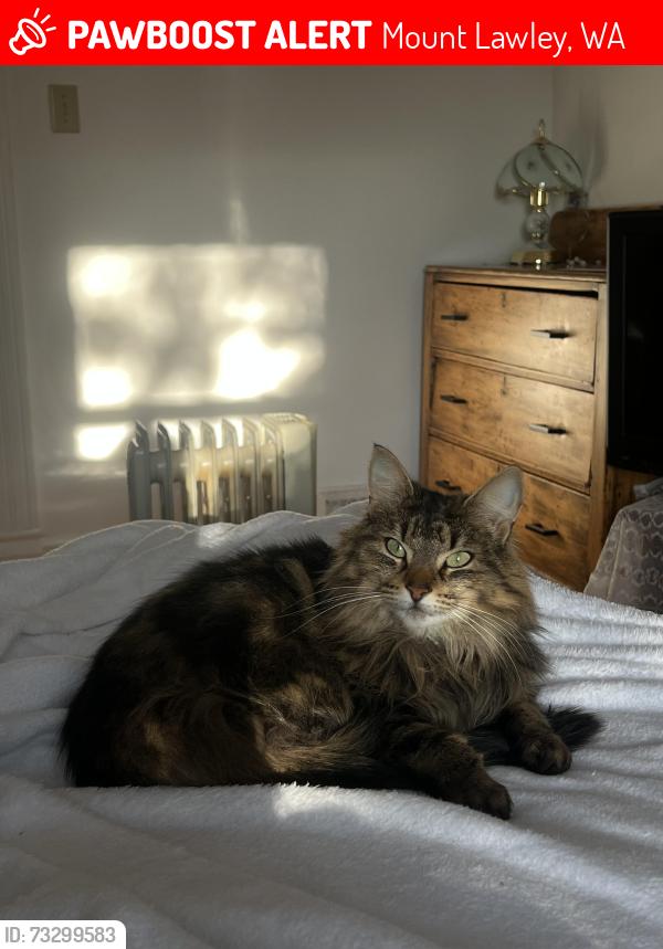 Lost Female Cat last seen North street Stirling, Mount Lawley, WA 6050