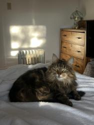 Lost Female Cat last seen North street Stirling, Mount Lawley, WA 6050