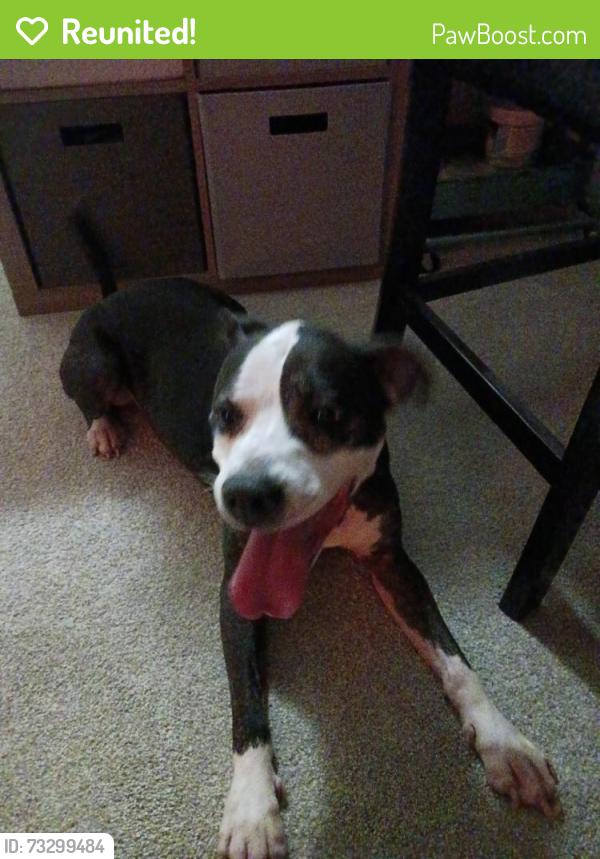 Reunited Female Dog last seen Near roundstone way charlotte 28216, Charlotte, NC 28216
