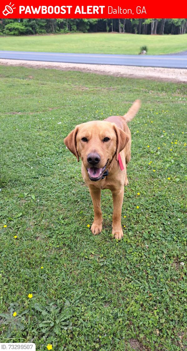 Lost Male Dog last seen Wycliff Drive, Dalton, GA 30720