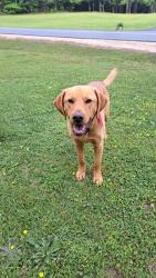 Lost Male Dog last seen Wycliff Drive, Dalton, GA 30720