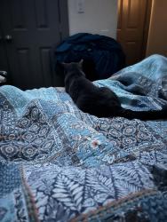 Reunited Male Cat last seen Getzendaner, Ennis, TX 75119