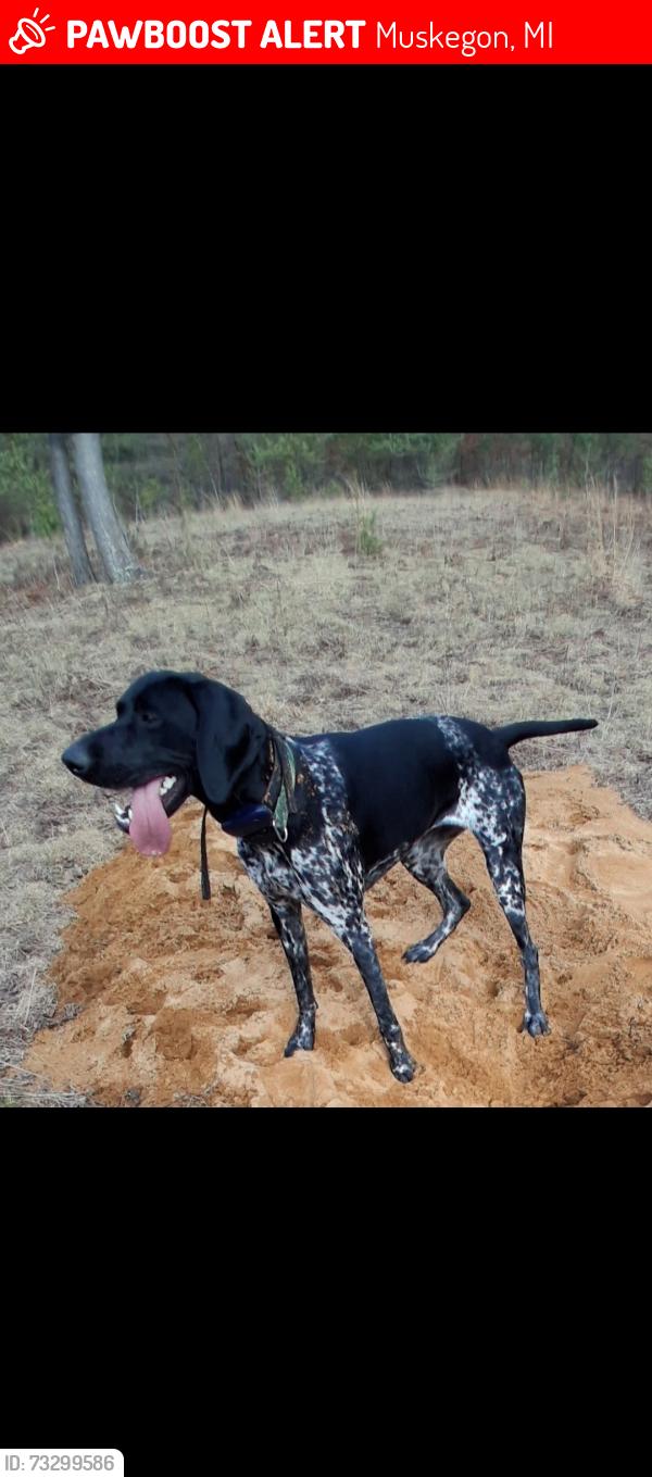 Lost Female Dog last seen Apple carr trailer park, Muskegon, MI 49442