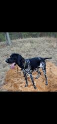 Lost Female Dog last seen Apple carr trailer park, Muskegon, MI 49442