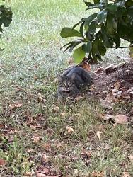 Found/Stray Unknown Cat last seen Bimbo lane and magnolia bend drive, Conroe, TX 77302